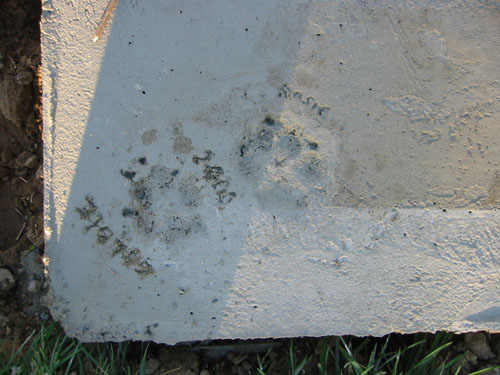 Dog paw prints