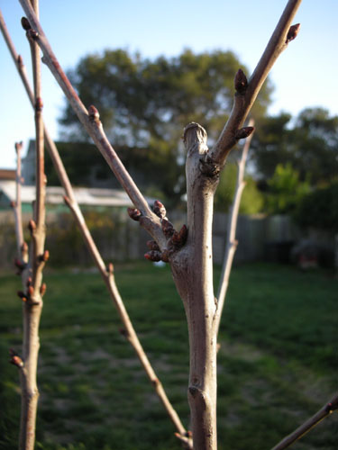 Cherry buds