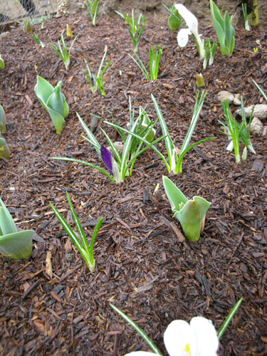 Crocuses and tulips