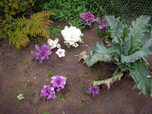 Ornamental cabbages