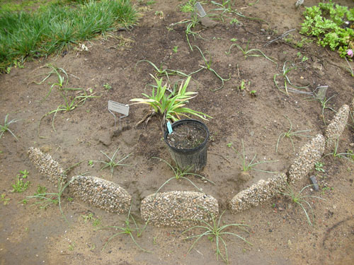 Daylily bed