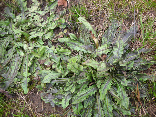 broadleaf weeds after burning