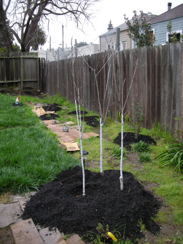 Compost around trees