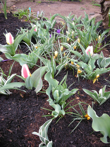 Tulips and crocus