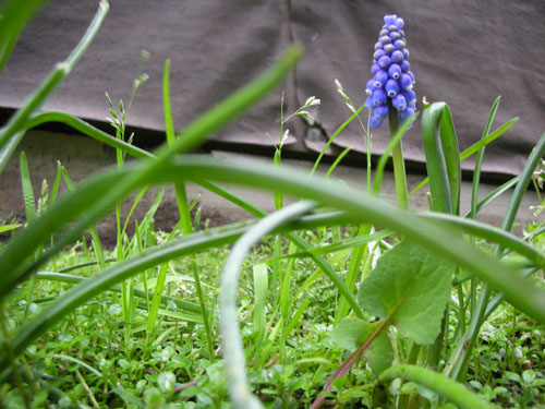 Grape hyacinth