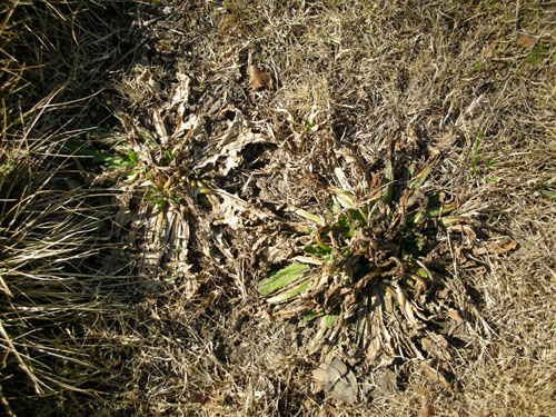 Flame weeder and broadleaf weeds