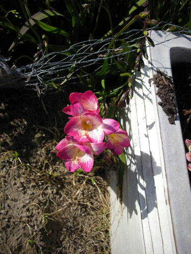 Freesias in bloom