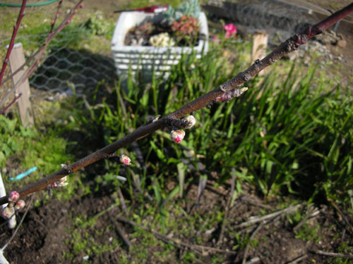 Peach blossoms