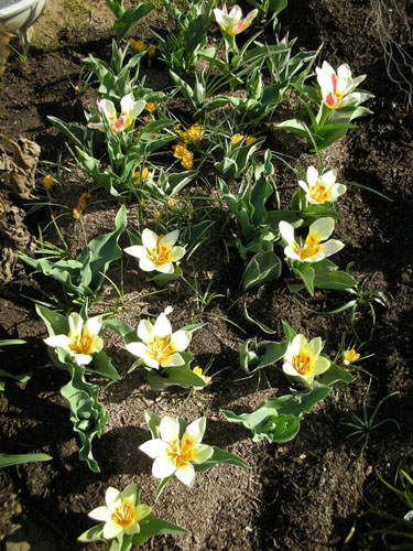 Tulips in bloom