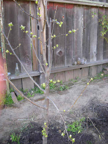 Quince leafing out