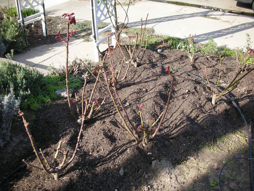 Roses leafing out