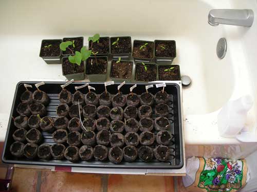 Seed flats in the tub