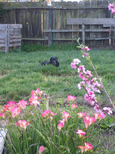 Freesias and peaches