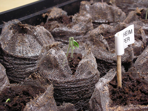 Persimmon tomato seedlings