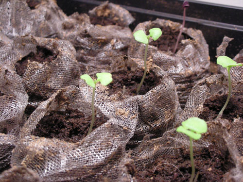 Basil seedlings