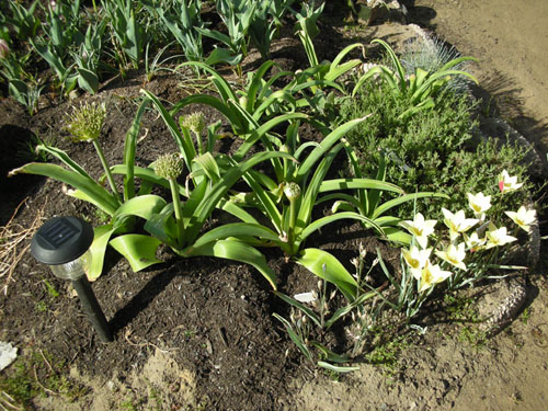 Allium schubertii and Tulipa turkestanica