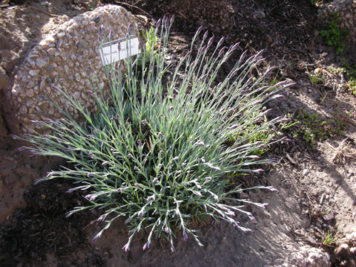 Dianthus Firewitch