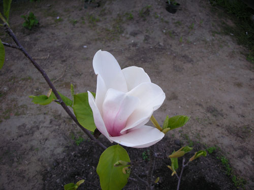 Magnolia in bloom