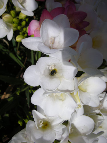 Bug in the freesias