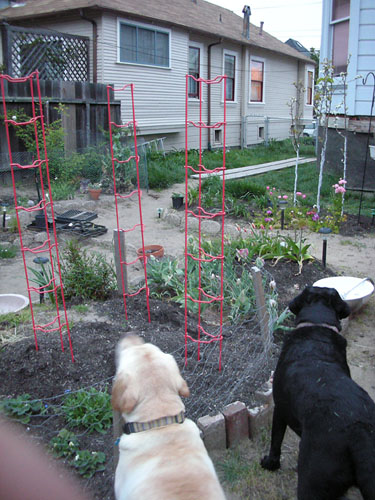 Tomato ladders