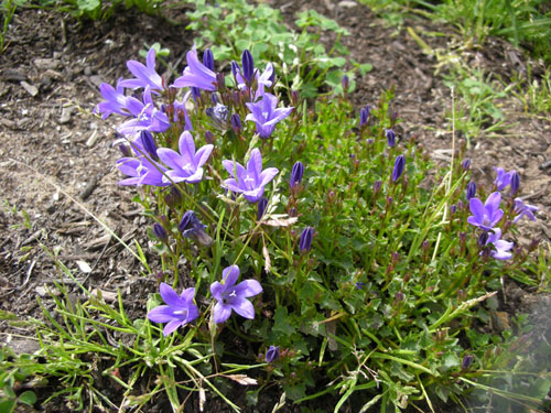 Campanula