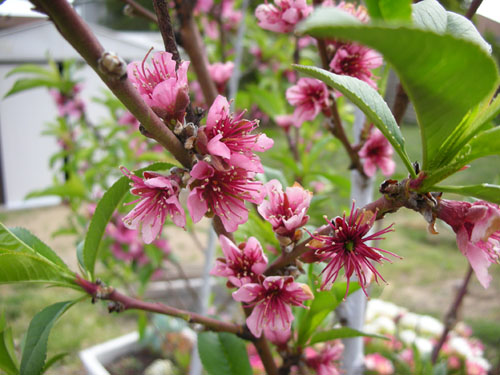 Nectarine blossoms