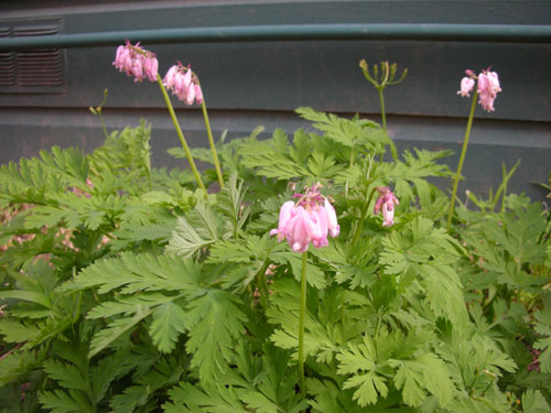 Dicentra