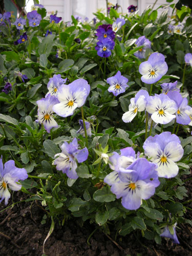 Violas