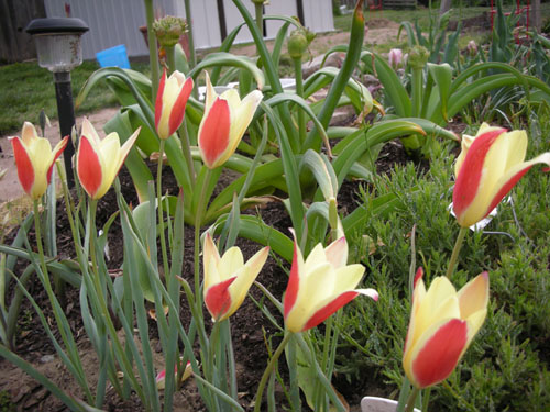 Tulipa turkestanica
