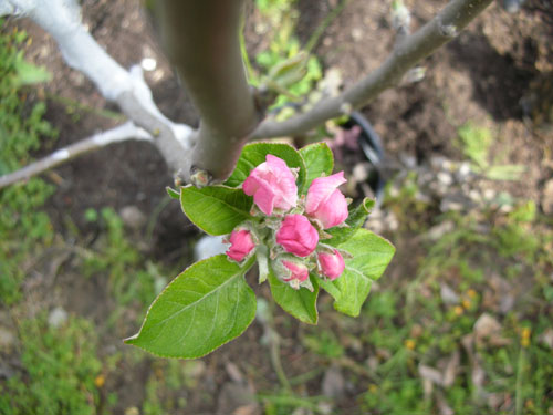 Apple blossoms