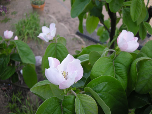 Quince blossoms