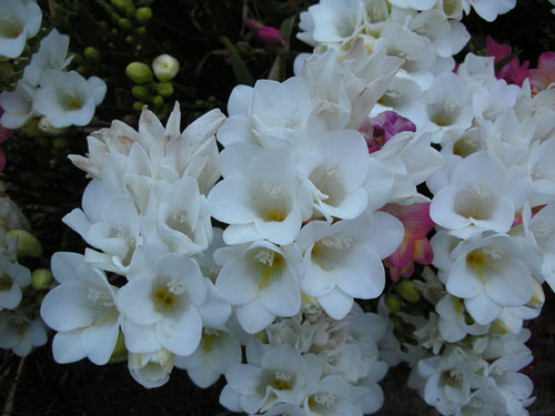 Freesias