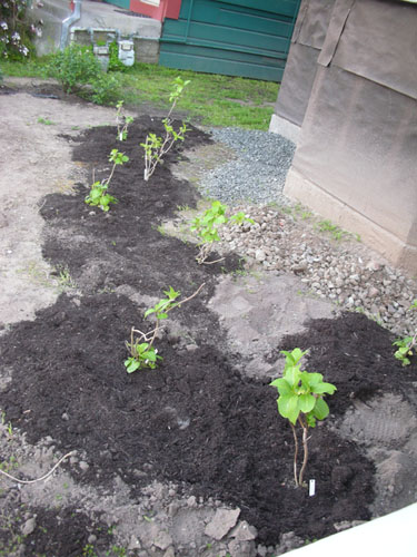 Planted hydrangeas