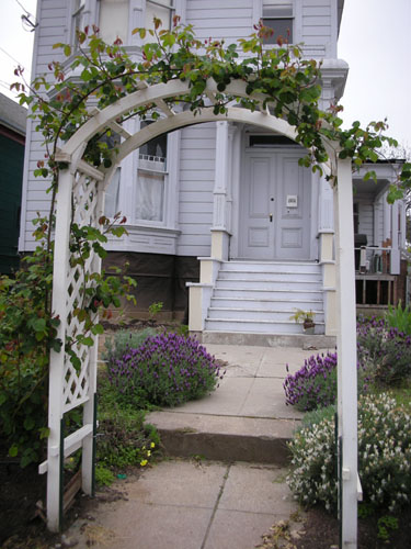 Roses on the arbor