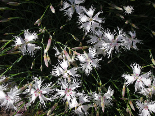 Another dianthus