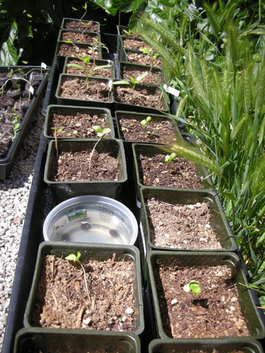 Tomatoes, basil, and peppers