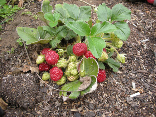 Strawberries