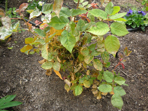 Roses with rust