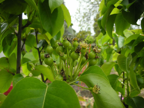 Asian pears