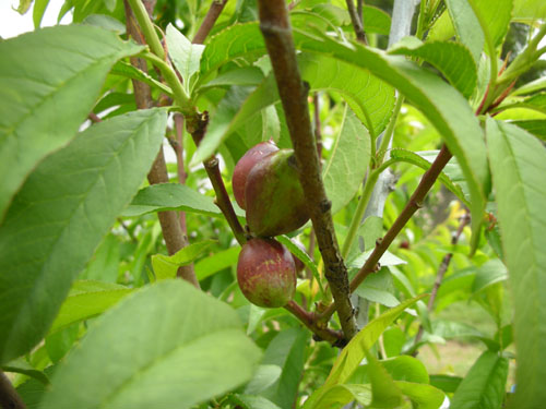 Nectarines