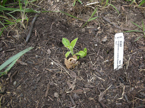 Brugmansia lives!