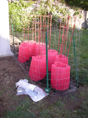 Tomatoes in the garden