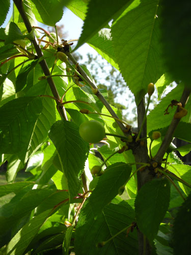 Black Tartarian cherries