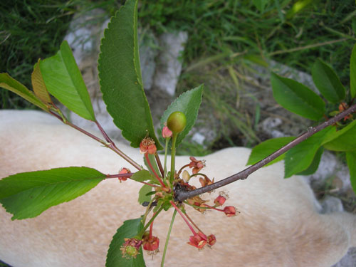 Montmorency cherries