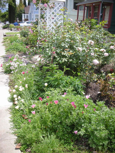 Native plants bed