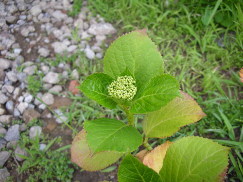 Hydrangea blossom