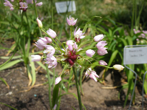 Budding allium