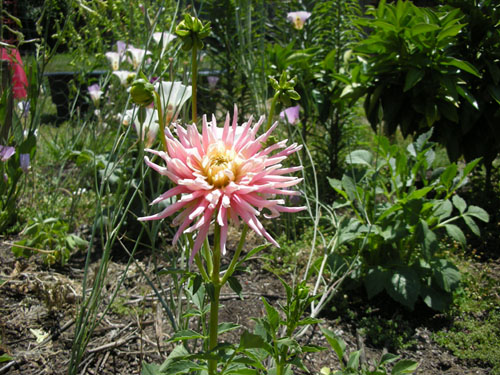 Dahlias