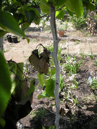 Asian pears with fireblight