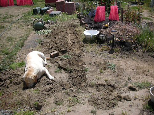 New irrigation trench